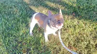 Prince proven stud $600, a male French Bulldog for sale in The Villages, FL – 3 of 7