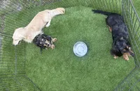 Bunny's litter due soon, a  Doxiepoo for sale in The Villages, FL – 7 of 9