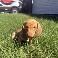 Ellie $1250, a female Miniature Dachshund for sale in The Villages, FL – 2 of 2