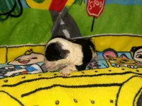 BUDDY $1200  black & white parti , a male Old English Sheepdog and Poodle - Multi-Colored Standard for sale in The Villages, FL – 6 of 8