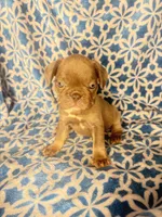 Gemma grey $1450, a female French Bulldog for sale in The Villages, FL – 3 of 4
