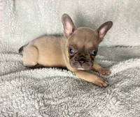 Baby blue fawn $1500, a male French Bulldog for sale in The Villages, FL – 5 of 5