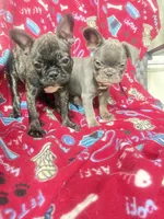 Britney brindle Frenchie $1050, a female French Bulldog for sale in The Villages, FL – 4 of 5