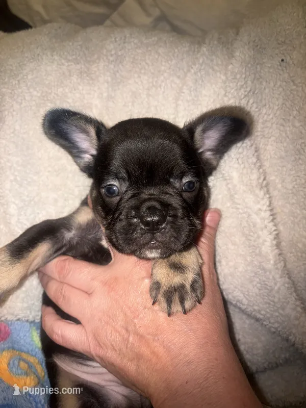 Buddy $1300 – French Bulldog puppy for sale in The Villages, FL