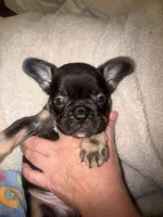 Buddy $1300, a male French Bulldog for sale in The Villages, FL – 1 of 7