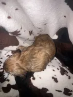 Becky red brindle, a female Miniature Dachshund for sale in Ocala, FL – 2 of 4