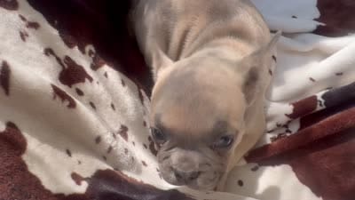 Sarah lilac fawn, a female French Bulldog for sale in Ocala, FL – 6 of 7