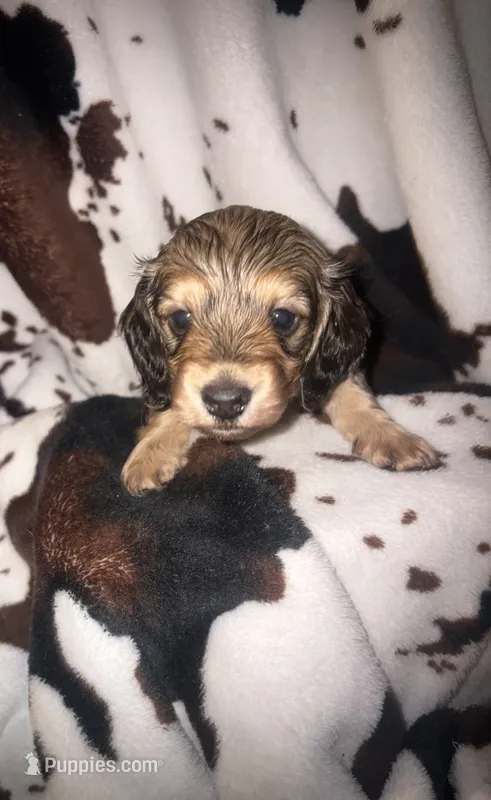 Sally shaded cream – Miniature Dachshund puppy for sale in Ocala, FL