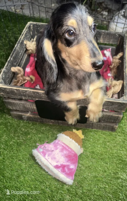 Mocha dapple girl – Miniature Dachshund puppy for sale in Ocala, FL