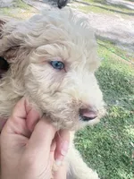 BIG MAN gold&white parti 550 BLUE EYE, a male Poodle - Multi-Colored Standard and Pyredoodle for sale in The Villages, FL – 4 of 10
