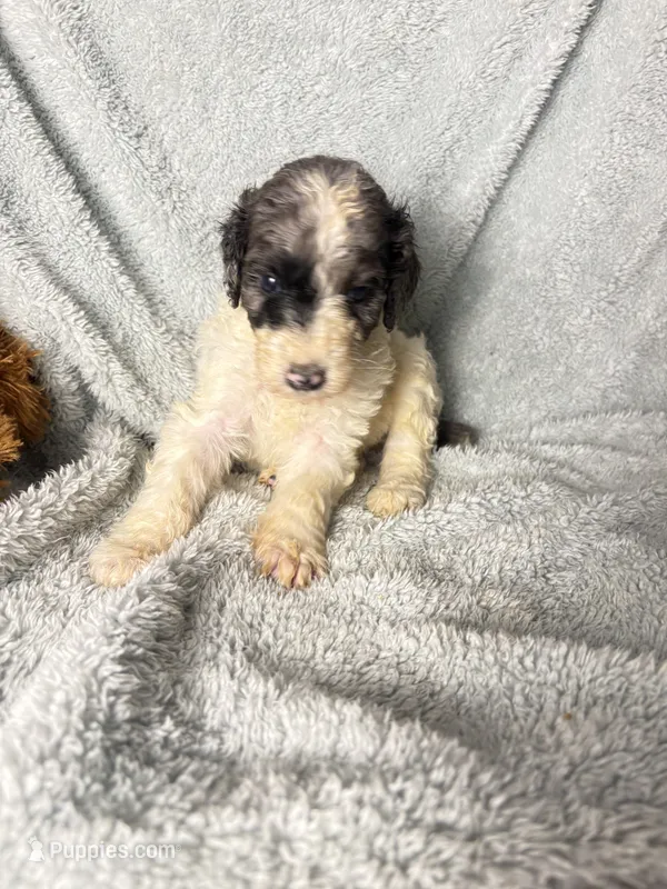 Jasmine Merle parti $1250 – Poodle - Multi-Colored Standard, Pyredoodle puppy for sale in The Villages, FL