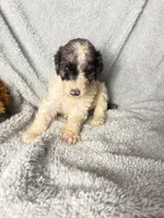 Jasmine Merle parti $1250, a female Poodle - Multi-Colored Standard and Pyredoodle for sale in The Villages, FL – 1 of 3
