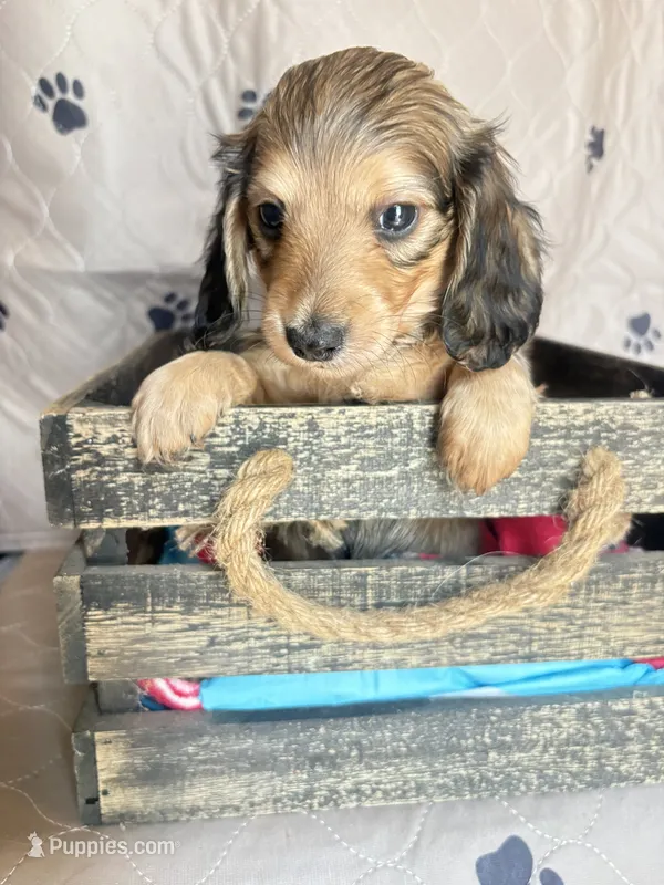Sally shaded cream – Miniature Dachshund puppy for sale in Ocala, FL
