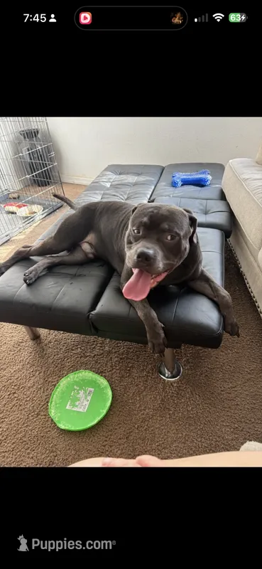 Bentley – American Bully puppy for sale in The Villages, FL