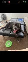 Bentley, a male American Bully for sale in The Villages, FL – 1 of 3