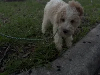 BOSS  gold and white parti $400 one HALF BLUE EYE, a male Poodle - Multi-Colored Standard and Pyredoodle for sale in The Villages, FL – 5 of 10
