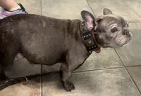 Laila lilac & fawn, a female French Bulldog for sale in The Villages, FL – 6 of 8