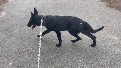 Storm -AKC, a female German Shepherd Dog for sale in The Villages, FL – 6 of 6