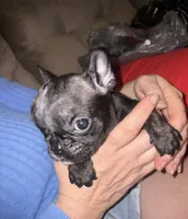 Cupid, a male French Bulldog for sale in Ocala, FL – Photo 5 of 6