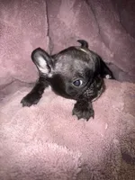 Cupid, a male French Bulldog for sale in Ocala, FL – Photo 1 of 6