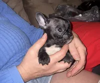 Cupid, a male French Bulldog for sale in Ocala, FL – Photo 4 of 6