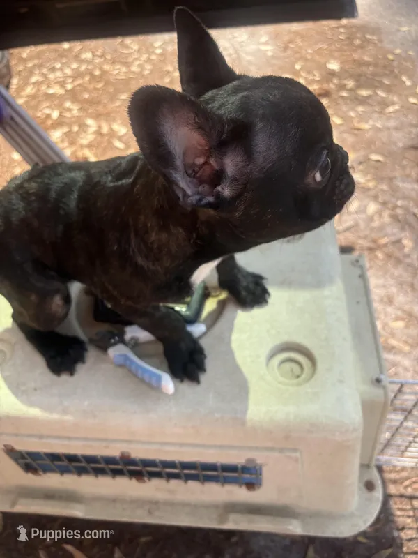 Cupid – French Bulldog puppy for sale in Ocala, FL
