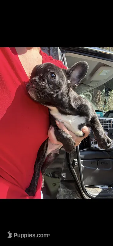 Cupid – French Bulldog puppy for sale in Ocala, FL
