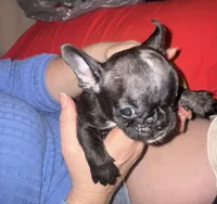 Cupid, a male French Bulldog for sale in Ocala, FL – Photo 6 of 6