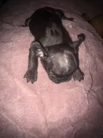 Cupid, a male French Bulldog for sale in Ocala, FL – Photo 2 of 6