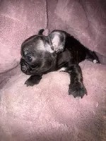 Cupid, a male French Bulldog for sale in Ocala, FL – Photo 3 of 6