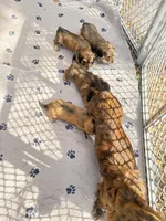 Missy, a female Miniature Dachshund for sale in Ocala, FL – Photo 3 of 10