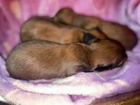 Missy, a female Miniature Dachshund for sale in Ocala, FL – Photo 9 of 10