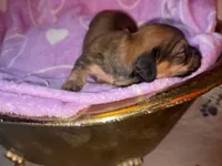 Missy, a female Miniature Dachshund for sale in Ocala, FL – Photo 7 of 10