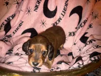 Missy, a female Miniature Dachshund for sale in Ocala, FL – Photo 1 of 10