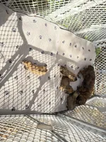 Missy, a female Miniature Dachshund for sale in Ocala, FL – Photo 5 of 10