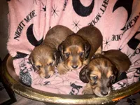 Missy, a female Miniature Dachshund for sale in Ocala, FL – Photo 6 of 10