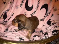 Missy, a female Miniature Dachshund for sale in Ocala, FL – Photo 8 of 10