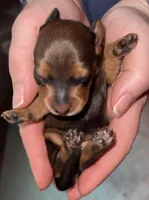 Missy, a female Miniature Dachshund for sale in Ocala, FL – Photo 10 of 10