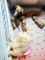 Missy, a female Miniature Dachshund for sale in Ocala, FL – Photo 4 of 10