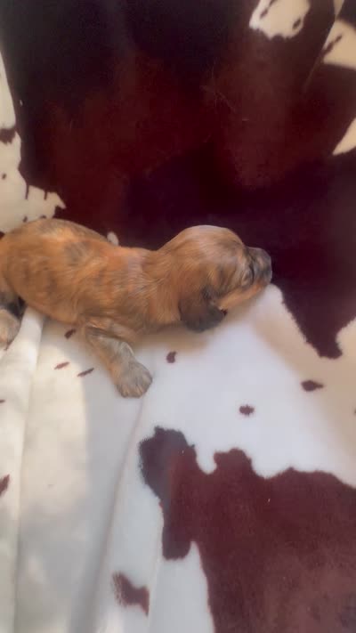 Becky red brindle, a female Miniature Dachshund for sale in Ocala, FL – 3 of 4