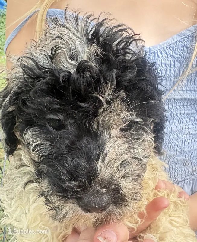 Jasmine Merle parti $650 – Poodle - Multi-Colored Standard, Pyredoodle puppy for sale in The Villages, FL