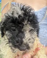 Jasmine Merle parti $625, a female Poodle - Multi-Colored Standard and Pyredoodle for sale in The Villages, FL – 1 of 10