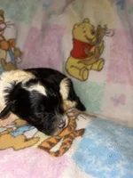 Jada black & white $1200, a female Old English Sheepdog and Poodle - Multi-Colored Standard for sale in The Villages, FL – 3 of 3