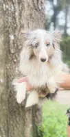 BAILEY $1500, a female Shetland Sheepdog for sale in The Villages, FL – 1 of 6