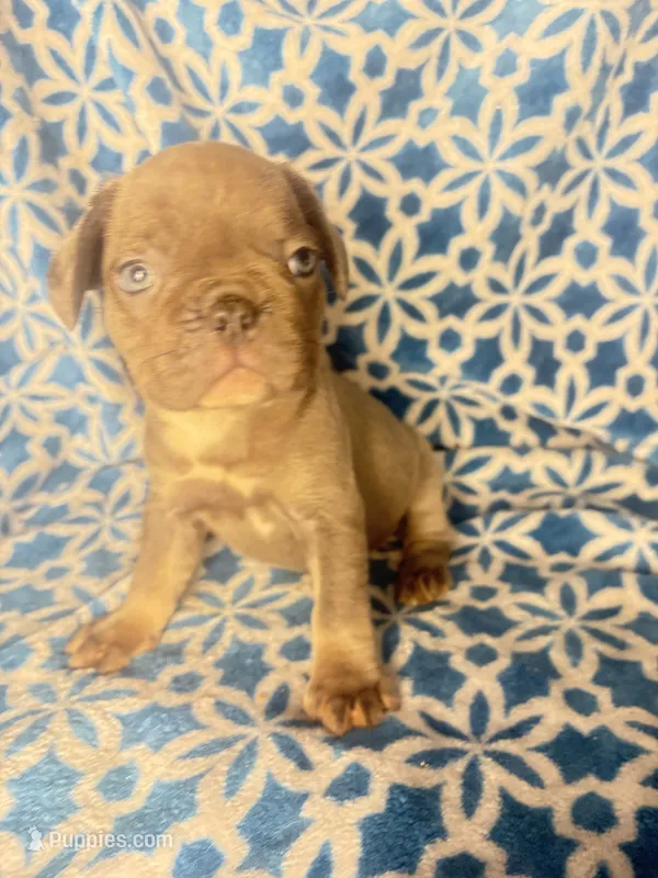 Gemma grey $1450 – French Bulldog puppy for sale in The Villages, FL