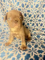 Gemma grey $1450, a female French Bulldog for sale in The Villages, FL – 2 of 4