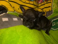 BRITNEY brindle girl , a female French Bulldog for sale in The Villages, FL – 2 of 6