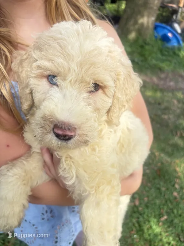 BIG MAN gold&white parti 550 BLUE EYE – Poodle - Multi-Colored Standard, Pyredoodle puppy for sale in The Villages, FL