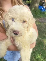 BIG MAN gold&white parti 550 BLUE EYE, a male Poodle - Multi-Colored Standard and Pyredoodle for sale in The Villages, FL – 1 of 10