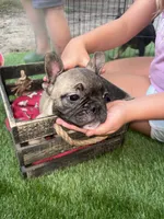 Fiona fawn girl , a female French Bulldog for sale in Ocala, FL – 5 of 7